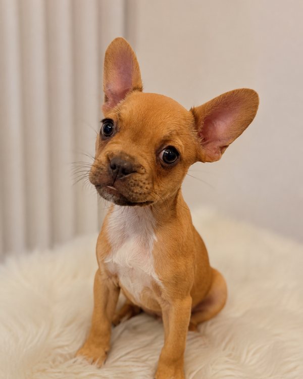 Nala Frenchie, Work Life Balance Beauftragte bei Büro Recklies in Hannover